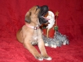Finja (Neska) vom Warliner Rudel