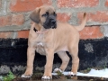 Finja (Neska) vom Warliner Rudel