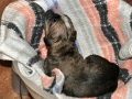 Dexter vom Warliner Rudel