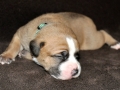 Dexter vom Warliner Rudel