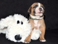 Dexter vom Warliner Rudel
