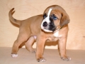 Dexter vom Warliner Rudel