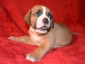 Dexter vom Warliner Rudel