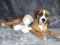 Dexter vom Warliner Rudel