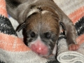 Prinzessin "Lilly" Fee (Lola) vom Warliner Rudel