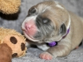 Prinzessin "Lilly" Fee (Lola) vom Warliner Rudel