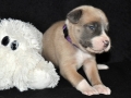 Prinzessin "Lilly" Fee (Lola) vom Warliner Rudel