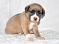 Prinzessin "Lilly" Fee (Lola) vom Warliner Rudel