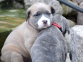 Prinzessin "Lilly" Fee (Lola) vom Warliner Rudel