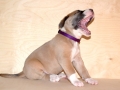 Prinzessin "Lilly" Fee (Lola) vom Warliner Rudel