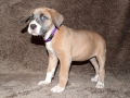 Prinzessin "Lilly" Fee (Lola) vom Warliner Rudel