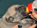 Vito (Milo) vom Warliner Rudel