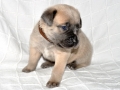 Vito (Milo) vom Warliner Rudel