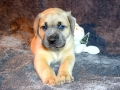 Vito (Milo) vom Warliner Rudel