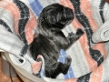 Willow vom Warliner Rudel