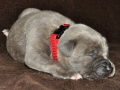 Willow vom Warliner Rudel