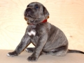 Willow vom Warliner Rudel