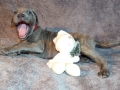 Willow vom Warliner Rudel