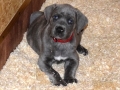 Willow vom Warliner Rudel