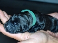 Ares vom Warliner Rudel