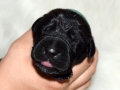 Ares vom Warliner Rudel
