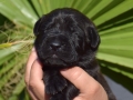 Ares vom Warliner Rudel