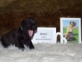 Ares vom Warliner Rudel