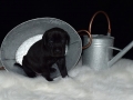 Ares vom Warliner Rudel