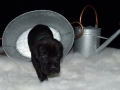 Ares vom Warliner Rudel