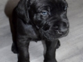 Ares vom Warliner Rudel