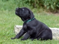 Ares vom Warliner Rudel