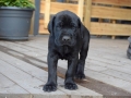 Ares vom Warliner Rudel