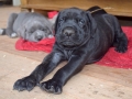 Ares vom Warliner Rudel