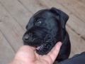 Ares vom Warliner Rudel