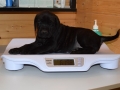 Ares vom Warliner Rudel