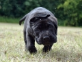 Ares vom Warliner Rudel