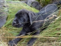 Ares vom Warliner Rudel