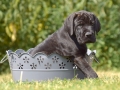 Ares vom Warliner Rudel