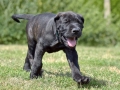 Ares vom Warliner Rudel