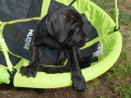 Ares vom Warliner Rudel
