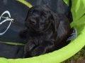 Ares vom Warliner Rudel