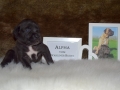 Alpha vom Warliner Rudel
