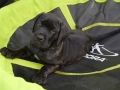 Aura vom Warliner Rude