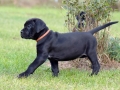 Bellamy vom Warliner Rudel