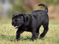 Beauty vom Warliner Rudel