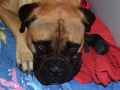 vom Warliner Rudel