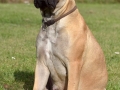 vom Warliner Rudel