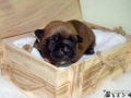 Castiel vom Warliner Rudel