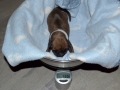 Castiel vom Warliner Rudel