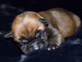 Castiel vom Warliner Rudel